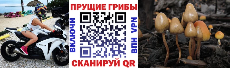 Псилоцибиновые грибы Psilocybine cubensis mega ССЫЛКА Ростов-на-Дону