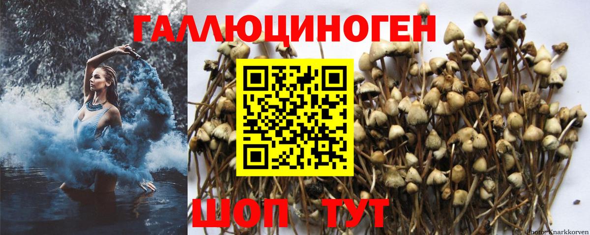 Галлюциногенные грибы Psilocybe Ростов-на-Дону